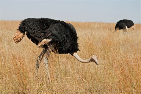 Male Ostrich On A Dry Grassland Free Stock Photo - Public Domain Pictures