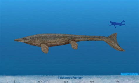 Tylosaurus Proriger, one of the largest Mosasaurs, compared to a Human ...