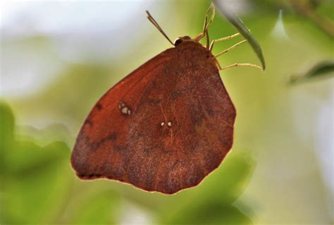 Butterflies Neotropical - Pieridae - BRITISH NATURE GUIDE