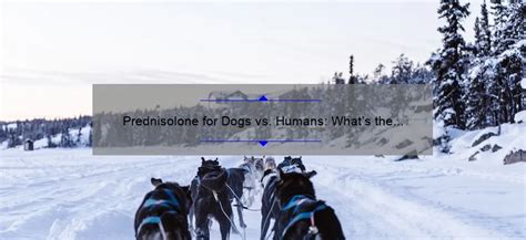 Prednisolone for Dogs vs. Humans: What's the Difference? - Doghousefmb.com