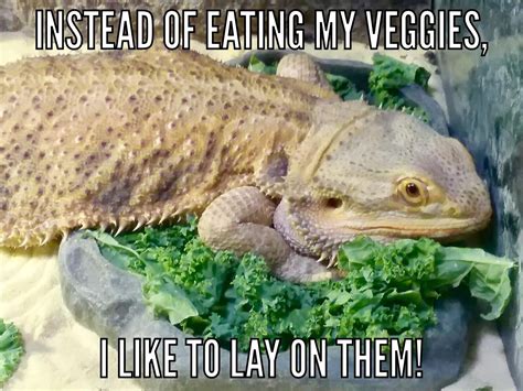 Pin by Samantha Luscy on First time reptile owner | Bearded dragon cute, Bearded dragon funny ...