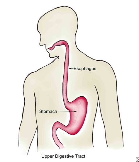 Esophagus Function In The Digestive System | MedicineBTG.com