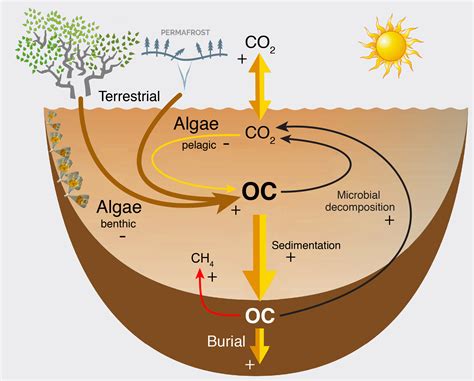 Lake Carbon Cycle — Climate Impacts Research Centre