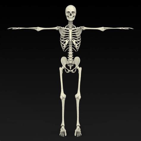 Human Skeleton - 3D Model by 3dseller