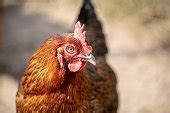 Free picture: colorful, orange, red, rooster