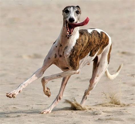 Cheetah vs Greyhound - World's Fastest Dog In Super Slow Motion ... | Whippet, Whippet dog, Cool ...