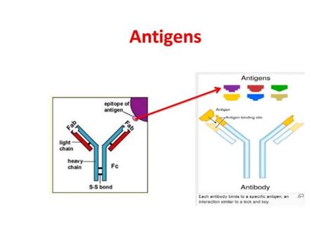 priciples and applications Immunohistochemistry