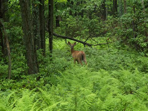 Penn State Deer-Forest Study