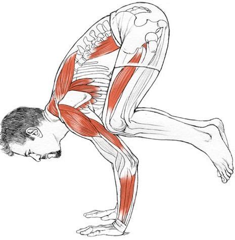 Need of Anatomy and Physiology in Yoga – Karuna Yoga Vidya Peetham Bangalore