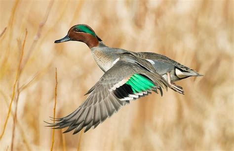 Green-winged Teal male | Duck pictures, Bird hunting, Waterfowl taxidermy