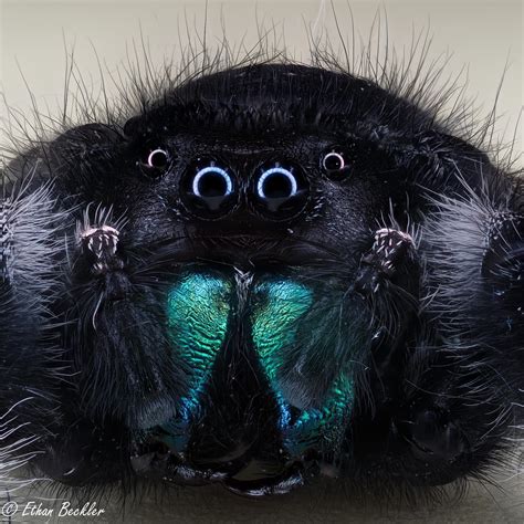 A bold jumper spider with the reflection of my ring light flash in his ...