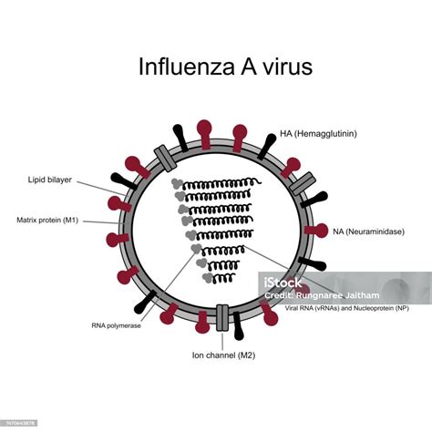 Struktur Virus Influenza A Yang Menunjukkan Komponen Penting ...