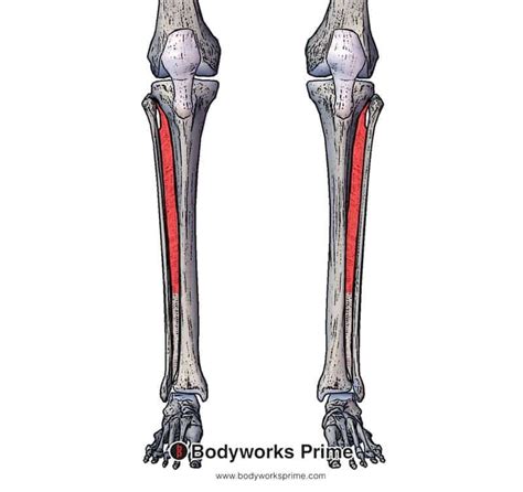 Anterior Tibial Area