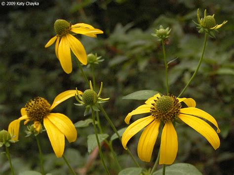 Rudbeckia laciniata (Cut-leaf Coneflower): Minnesota Wildflowers