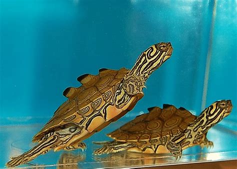 Northern Black Knobbed Map Turtles for sale | The Turtle Source