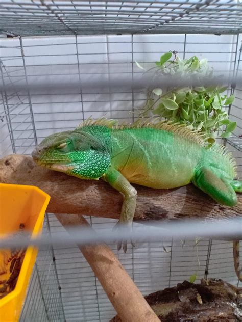 Chinese water dragon sleeping on a branch | Chinese water dragon, Water dragon, Reptiles pet