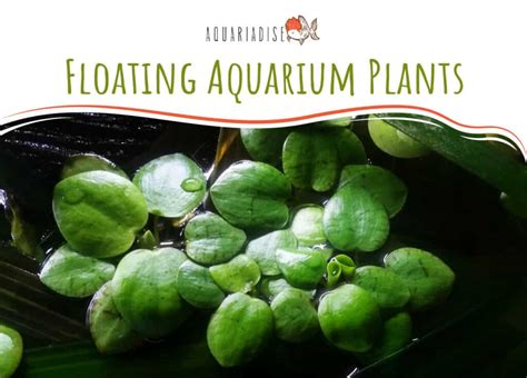 Floating Aquarium Plants | Benefits & Types - Aquariadise