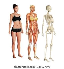 Female Skeleton Diagram