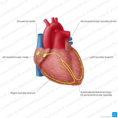 19 Art Labeling Activity Overview Of The Cardiac Conduction System ...