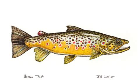 Rainbow Trout - illustration by Jeff Currier | Trout art, Trout ...