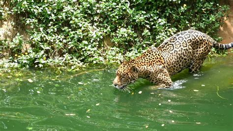 4k video two jaguar playing swimming Stock Footage Video (100% Royalty ...