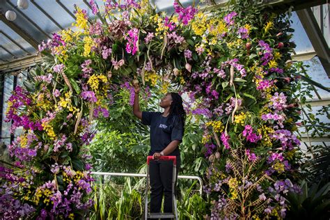 Cambridge Botanic Gardens Orchid Festival | Fasci Garden