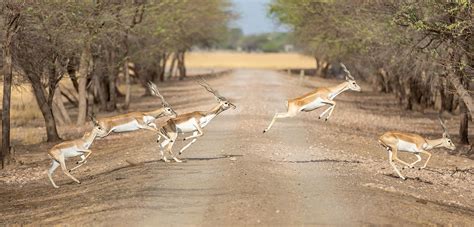 Velavadar Blackbuck National Park