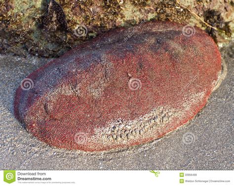 Gumboot chiton stock image. Image of coast, outdoors - 33956499