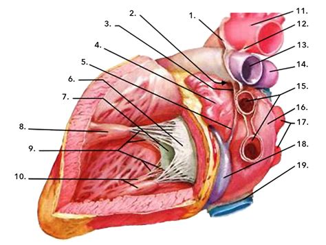 Left ventricle Diagram | Quizlet