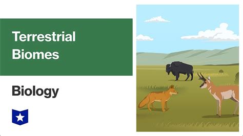 List Of Terrestrial Biomes