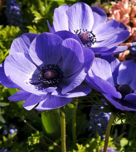 Anemone Giant Blue Poppy (Single)