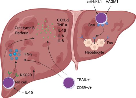 Frontiers | Natural Killer Cells in Hepatic Ischemia-Reperfusion Injury