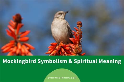 Mockingbird Symbolism and Meaning (Totem, Spirit, and Omens) - Sonoma ...