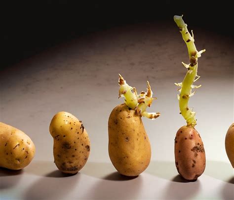 Sprouting Secrets: Revealing the Effects of Potato Storage | by Jorge ...