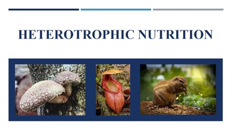 Heterotrophic Nutrition - Definition ,Types Examples Class 10 - CBSE Class Notes Online ...