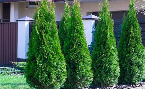 Dammann's Garden Company – Protect Your Trees from Winter Burn and Salt ...