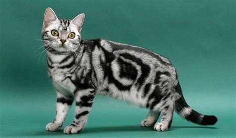 American Shorthair Cat Breed Information - Vetstreet | Vetstreet