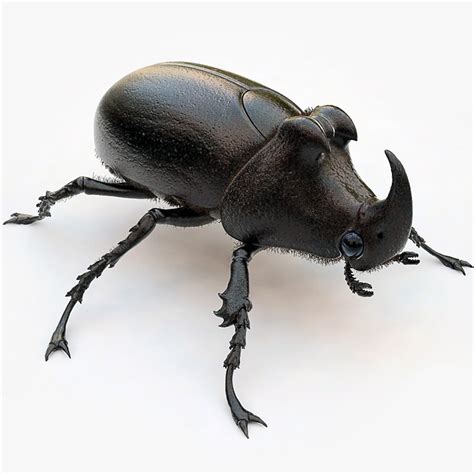 maya rhinoceros beetle