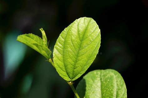 Daun Bidara, Ziziphus Mauritiana Leaves, in Shallow Focus, Also Known As Indian Jujube, Indian ...