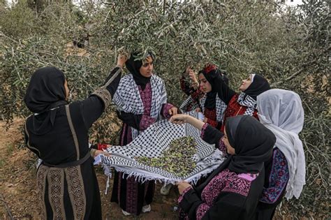 ‘Our hearts burn’: Gaza’s olive farmers say Israel war destroys harvest | Israel-Palestine ...