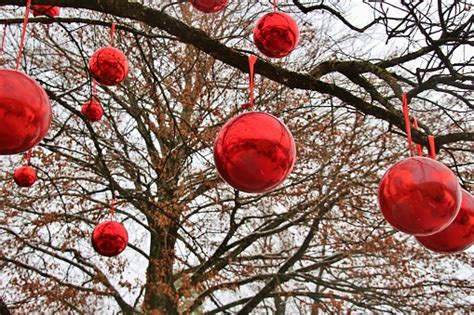 Red Christmas Baubles On A Large Tree Outdoors Salzburg Austria Stock Photo - Download Image Now ...