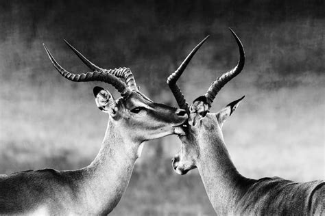 15 African Animals With Horns - Everything You Need to Know