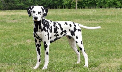 How to Train a Dalmatian – Alaska Dog Works