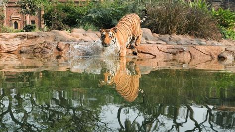 Fragmentation of tiger habitat is leading to inbreeding, low survival: Study | Latest News India ...