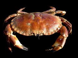 Brown crab | Recipes Wiki | Fandom