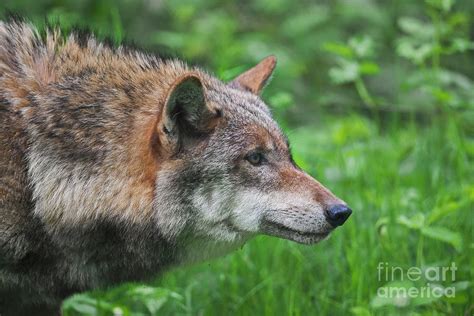 Wolf Stalking Prey Photograph by Arterra Picture Library - Fine Art America