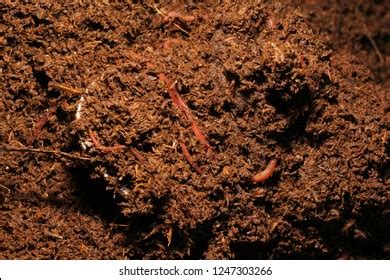 273 Earthworm castings Images, Stock Photos & Vectors | Shutterstock