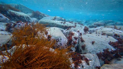 How Did Life Survive on Snowball Earth? The Answer Lies in Antarctica » Explorersweb