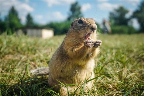 Gopher vs Prairie: What are the Differences? - A-Z Animals