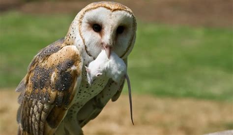 Are Owls Raptors or Birds of Prey? Everything You Need To Know